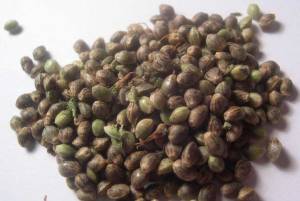fresh-stack-of-cannabis-seeds-with-chaff