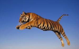 Animal-Picture-Tiger-Jumping-High-HD-Wallpaper