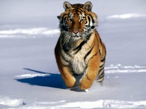 siberian-tiger-wallpaper-2