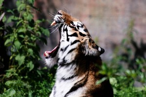 tiger-roar-3-free-wallpapers