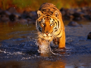 vida-tiger-in-water