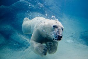 1024px-Polar_bear_swimming_in_zoo