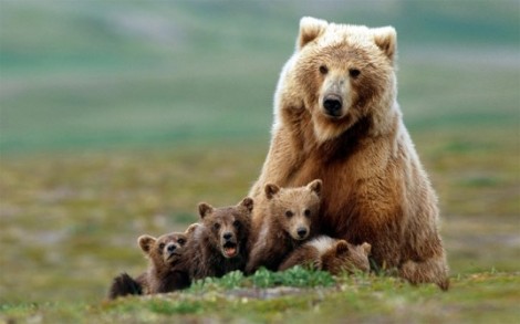 bear-cubs-537x335